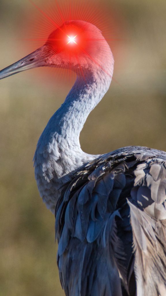 sandhill crane with glowing red eyes.