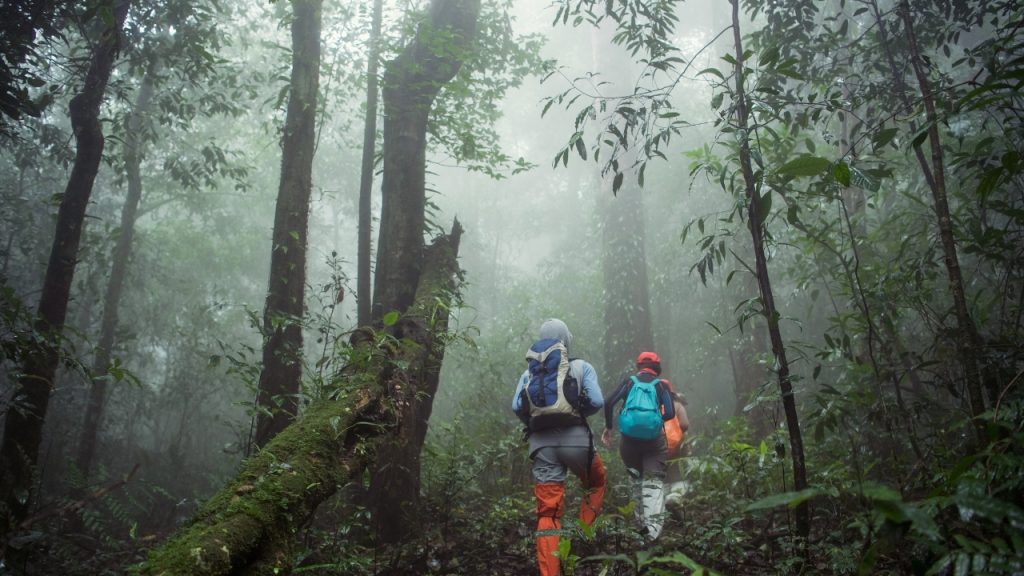 A group of people in hiking gear trek through a misty forest.