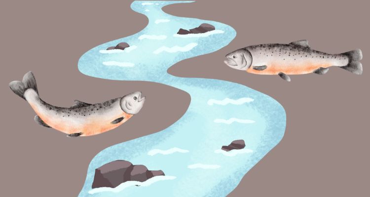 Two salmon with a rocky river.