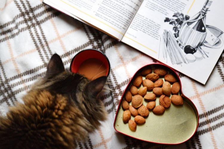 An open cookbook sits on a bed beside a cat, a cup of coffee, and a heart-shaped tin of nuts.