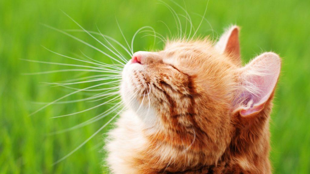 Profile of a ginger cat, eyes shut, basking in the sunlight on a green grass background.