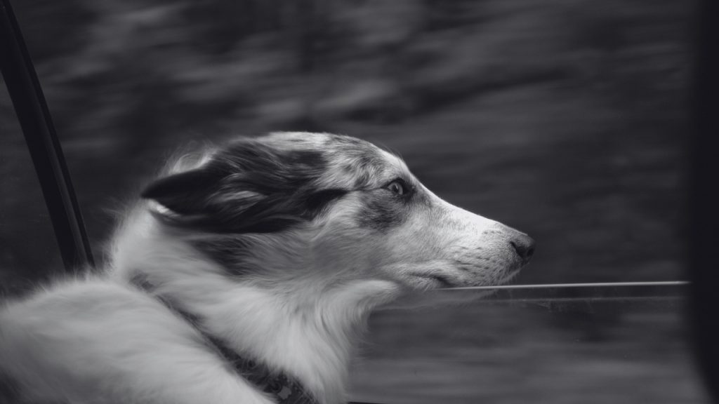 Grayscale image of a dog looking out a car window.