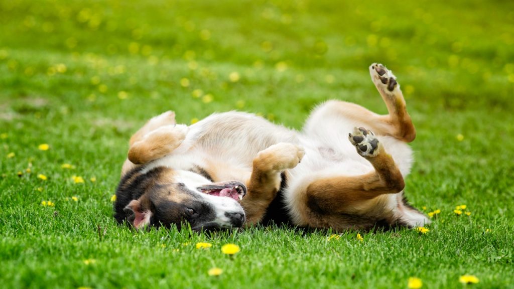 A big dog laying on his back with his paws up in the grass.