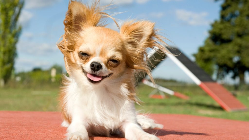 Smiling dog outdoors with wind blowing in their hair.