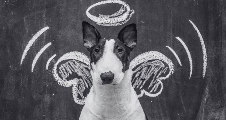 Your Grief is Valid: Bookstr Team Honors Their Pet Angels