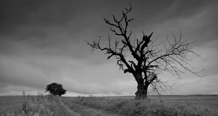 In black-and-white, a leafless tree stretches up against a cloudy sky alongside tire ruts in a barren field.
