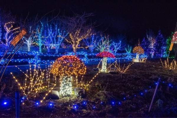 A row of trees decorated with alternating blue, green, and yellow string lights.