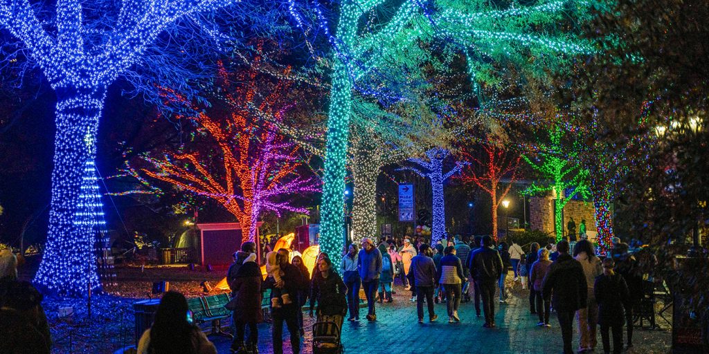 Smithsonian's National Zoo image of their Zoo Lights event with trees decorated and lit in different colors as people walk past on a bricked path.