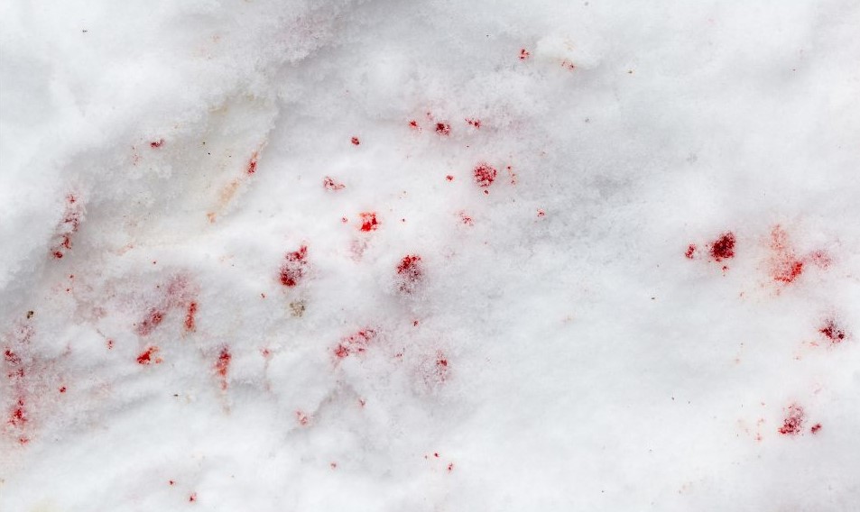 Drops of blood scattered on pure white snow.