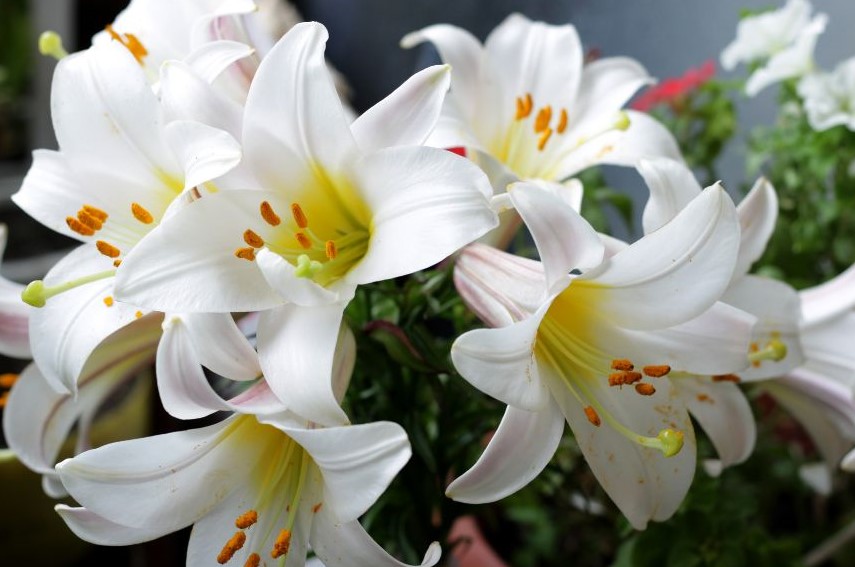 A bunch of blooming white lilies, which represent purity.