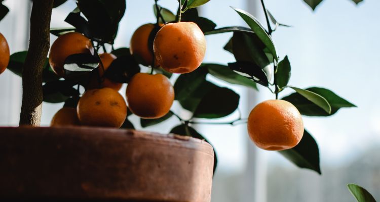 Close-up of a tangerine tree with ripe fruit planted in a terracotta pot.