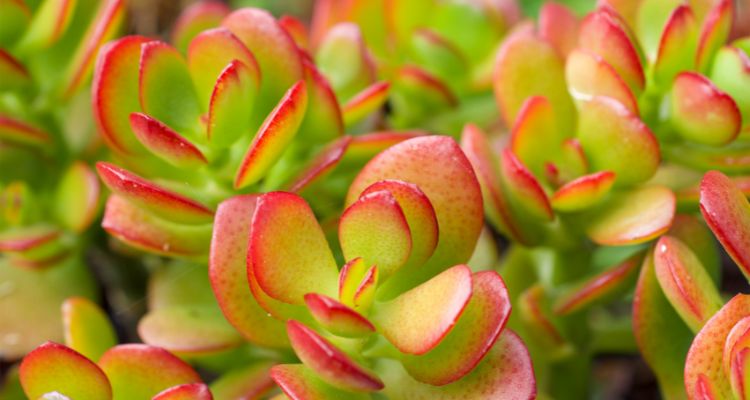 Close up of the red-tipped green leaves of a vibrant jade plant.