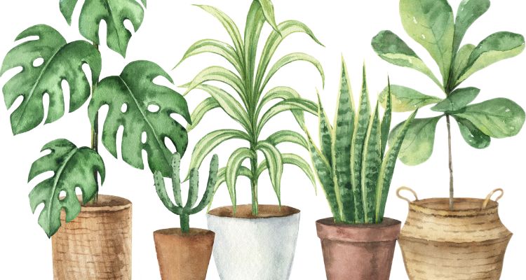 An illustration of five tall green plants in pots of various sizes, shapes, and materials against a white background.
