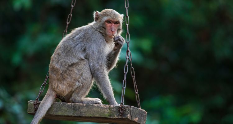 a small monkey sitting on a wooden swing eating