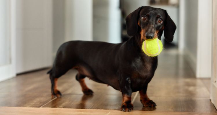 A black-and-tan dachshund dog holds a tennis ball in its mouth.