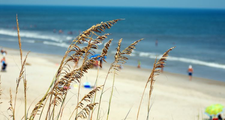 Sea oats floating in the winter. The beach and ocean are in the background. There are a handful of people walking along the beach.