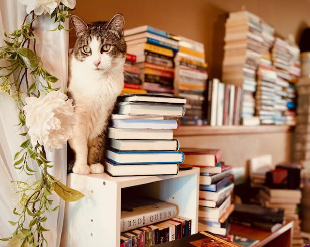 A photo of Amy's white and gray cat, Luna, standing on top of a small box overflowing with books. The only book in focus is Red Queen. The cat stands next to a stack of books, as well as in front of multiple stacks of books, some of which reach the ceiling.