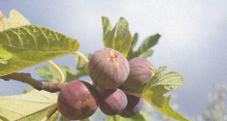 A grainy, up close image of a group of figs on a branch beneath a blue sky with hazy white clouds.
