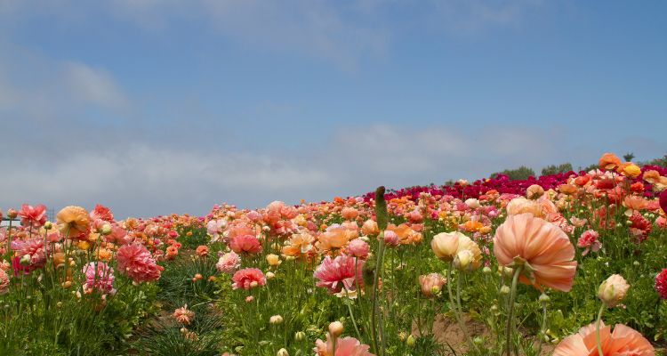 A field of multicolored flowers. A blue sky with a few clouds sits in the background.