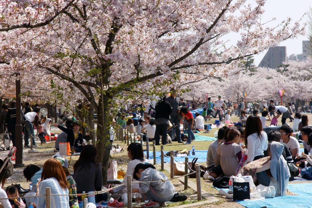 Beautiful cherry blossoms in full bloom during Japan’s Hanami festival, with people enjoying picnics under the pink sakura trees in spring.
