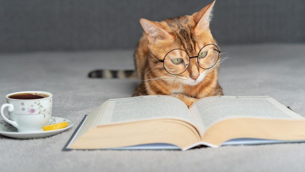 A orange and brown cat wearing glasses lies down and appears to be reading an open book; a cup of tea and a lemon wedge rest nearby.