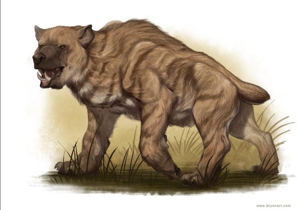 A creature with a body of a bear mixed with a hyena stalks through dry grass. It has sharp, long lower fangs.