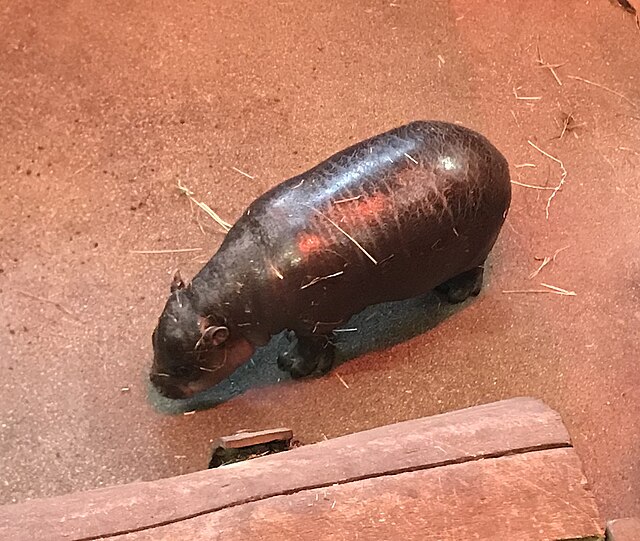 Tiny two month old Haggis, the pygmy hippo, stands in the center of the floor. She is dark brown and has shiny skin. She is sniffing the hay-covered ground.