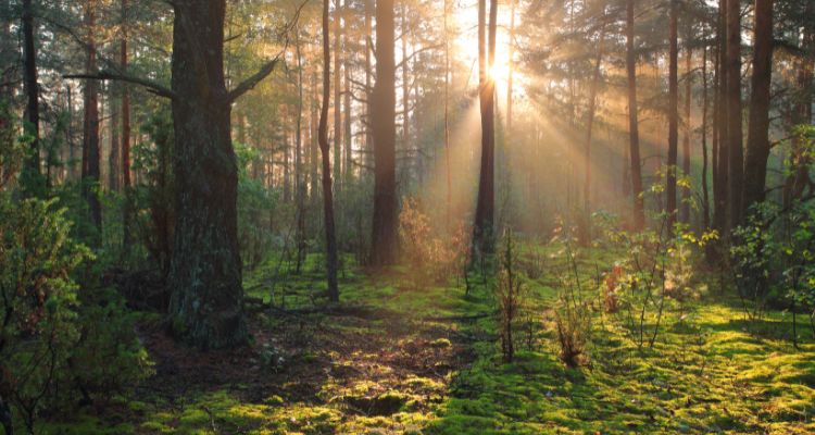 A shaft of sunlight breaks through the trees of a dense forest with a moss-covered ground.
