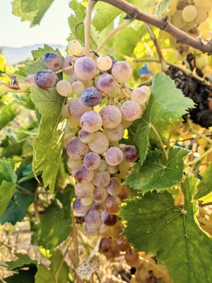 Image of light green grapes speckled with purple on a vine in a vineyard on a sunny day with a hill visible in the distance.