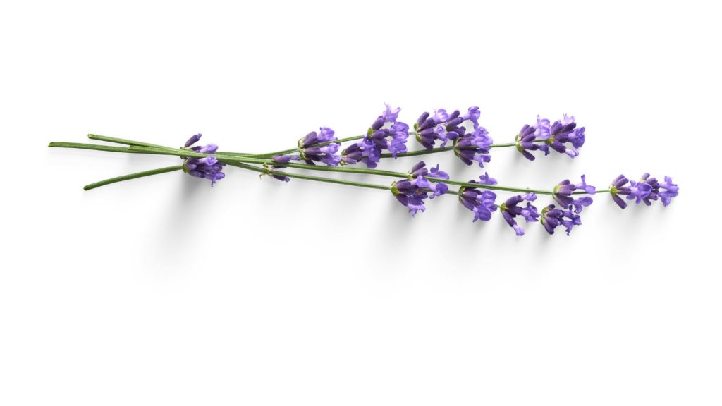 Four sprigs of lavender lie horizontally on a white background.