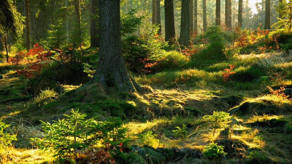 A green forest filled with sunlight streaming through the trees.