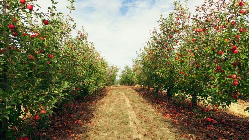 A path with two rows of cherry trees on either side.
