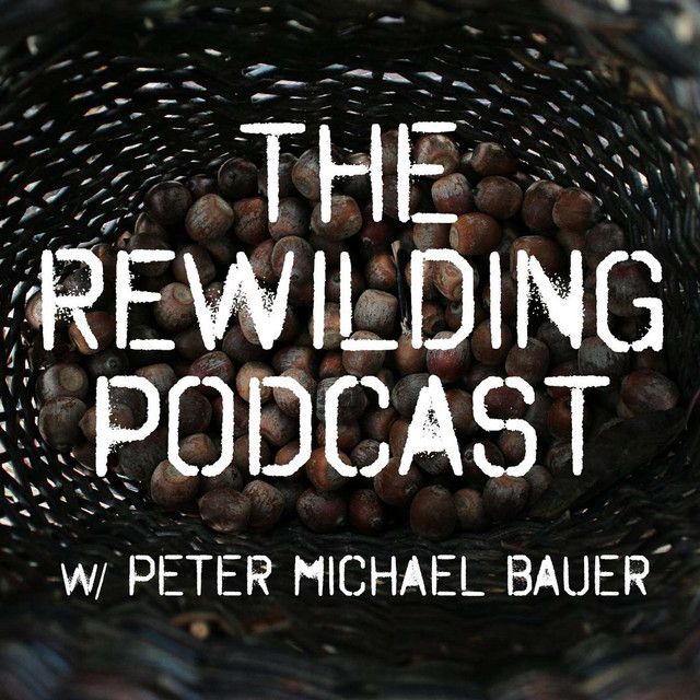 The Rewilding Podcast cover. An image of acorns in a basket.