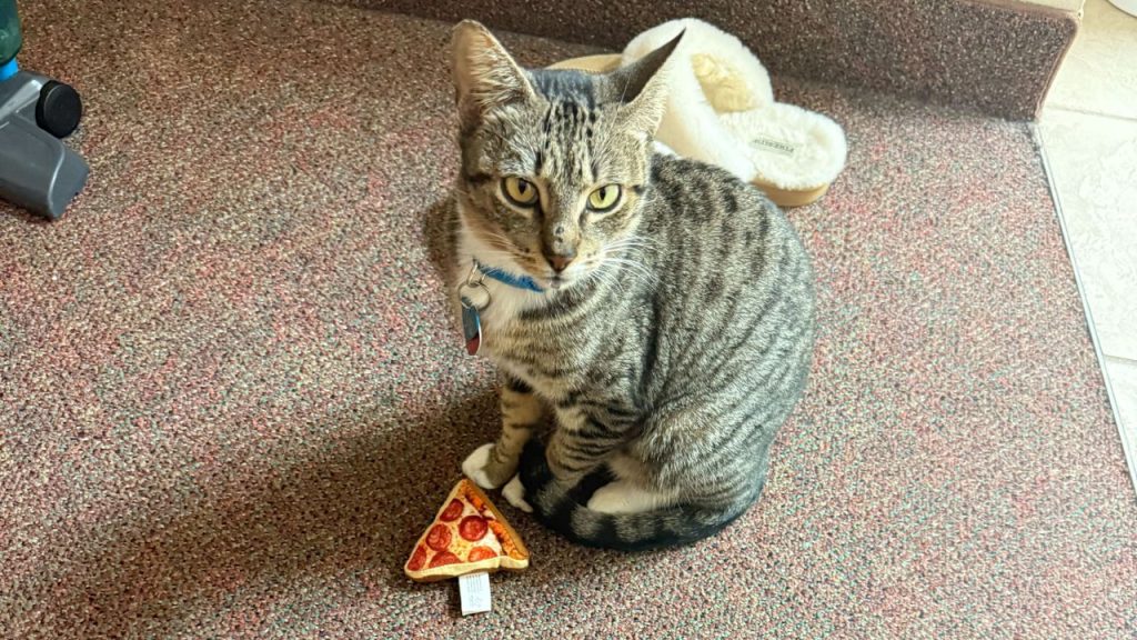 A photo of a tabby cat with a blue collar and a small plush pizza toy.