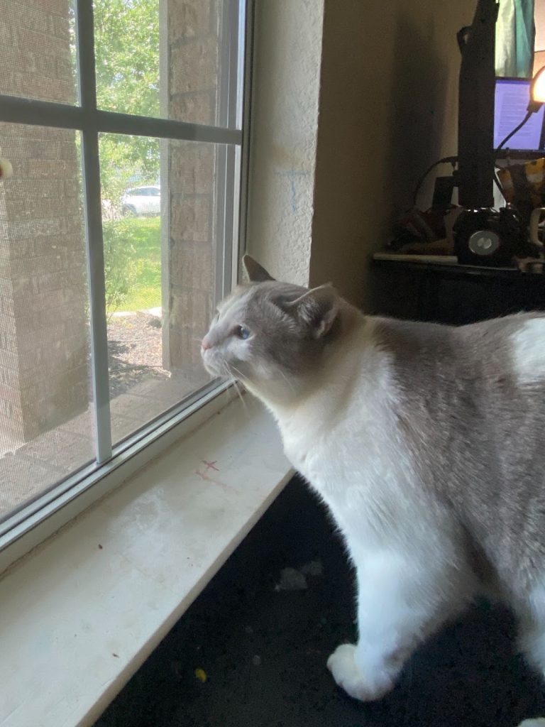 A photo of a gray and white cat with blue eyes looking out a window.