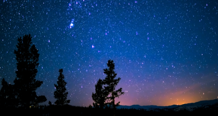 A night sky full of stars, with several trees silhouetted against the starlight.