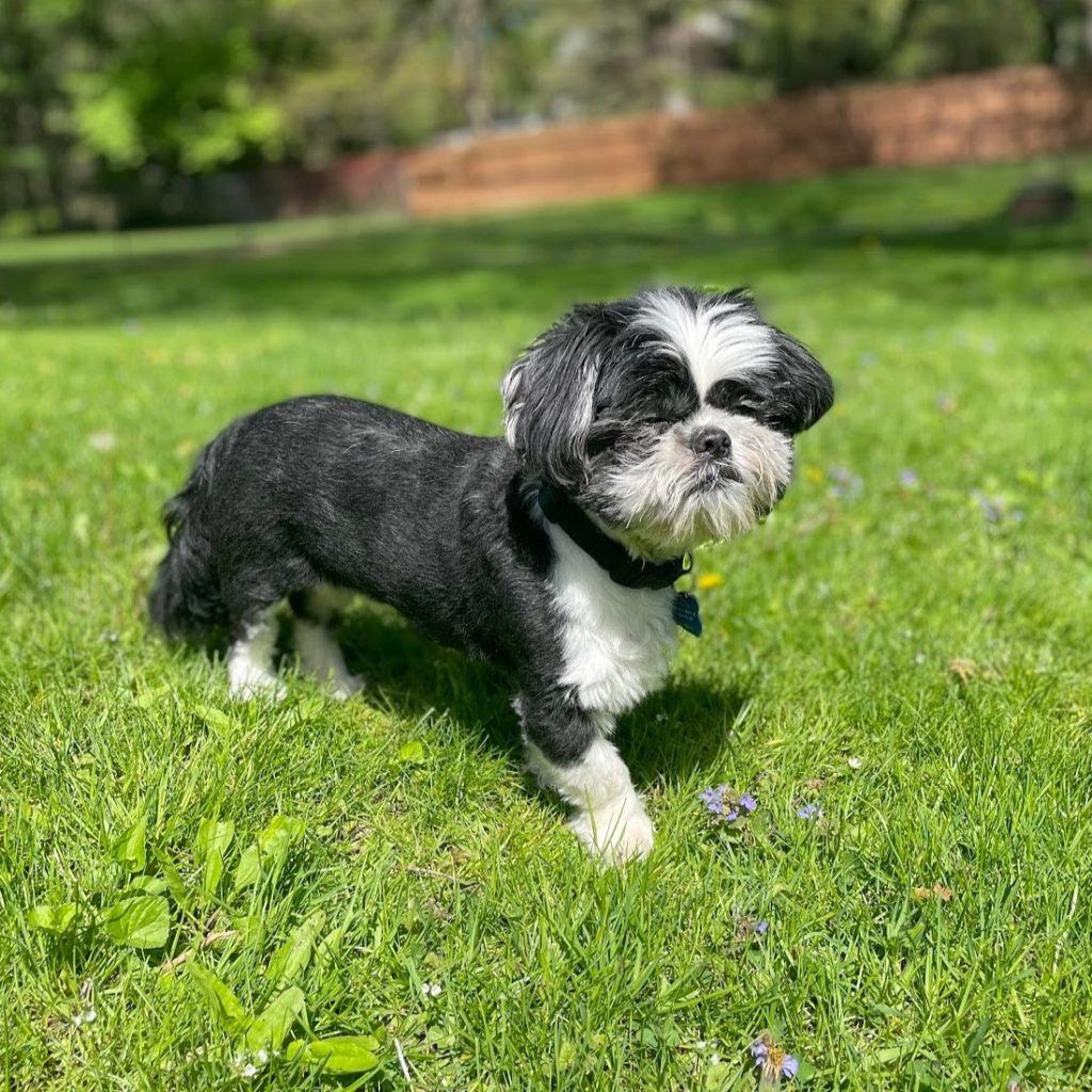 A black and white shih-tzu with closed eyes and a black collar walking on a grassy lawn.