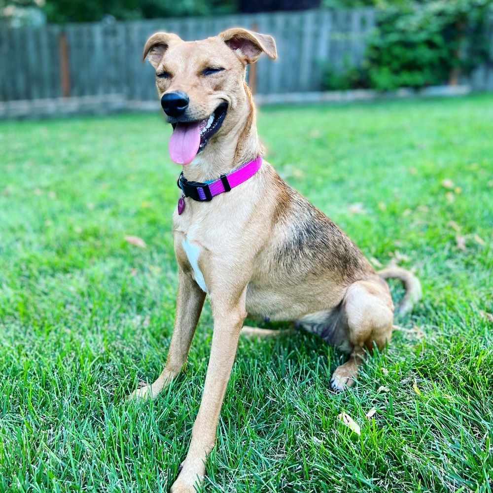 A yellow and sable dog with closed eyes and a lolling tongue wearing a pink collar, sitting in a grassy yard.