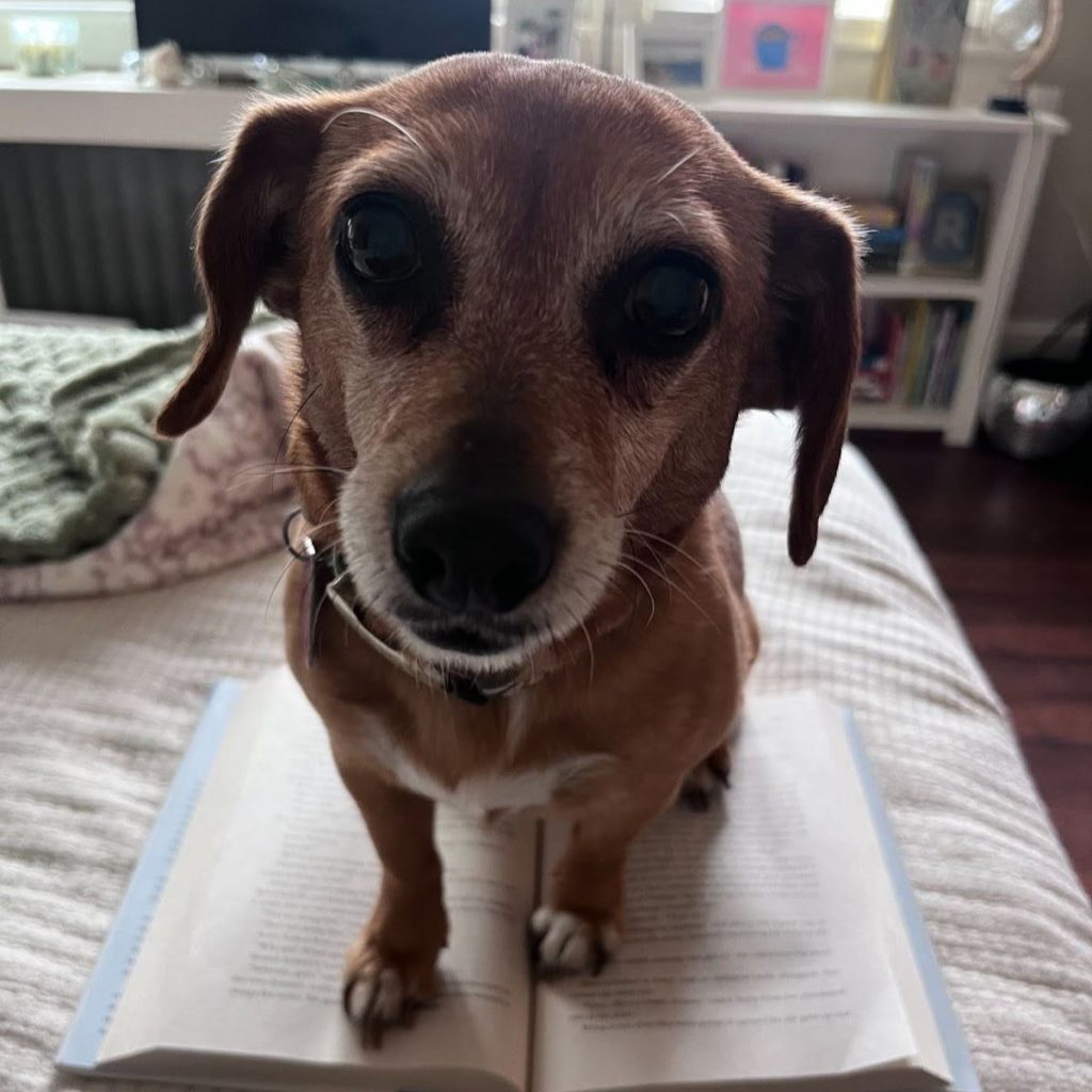 A yellow dog with white fur around the eyes and jowls, brown eyes, and wearing a tan collar sitting on top of an open book on a bedspread.