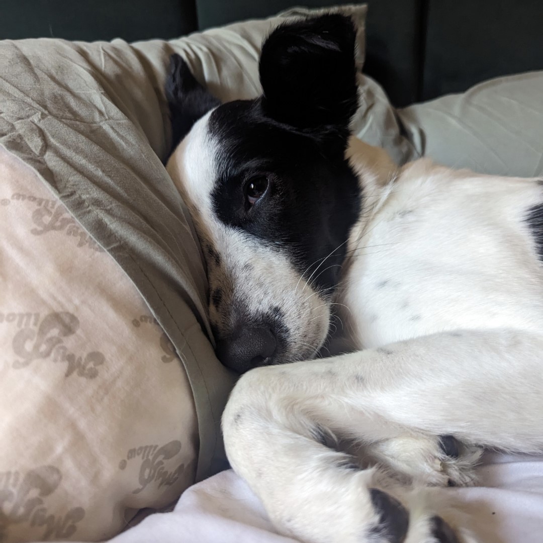 A black and white spotted dog with brown eyes curled up against a pillow on a bed.