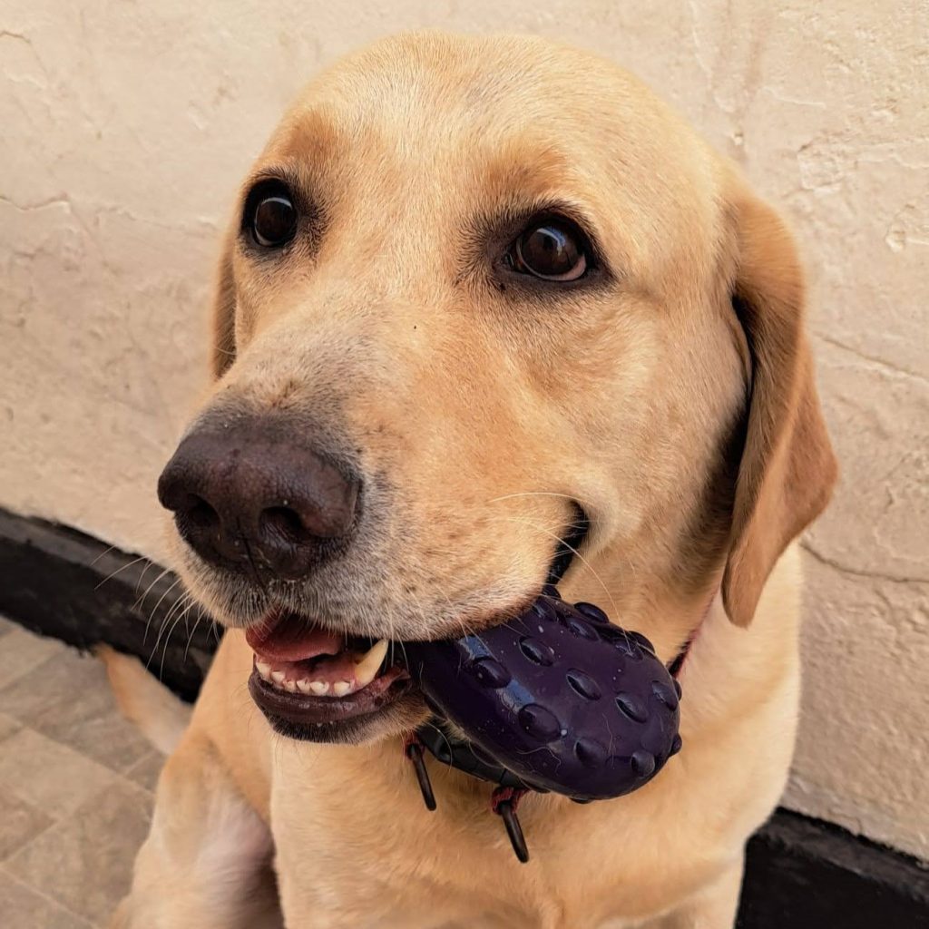 A yellow Labrador retriever dog with brown eyes holding a purple rubber toy in its mouth while sitting on a tiled floor.