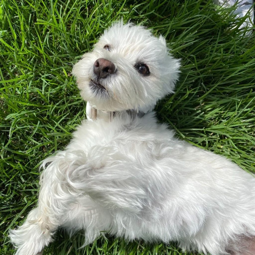A white Westie terrier dog with brown eyes wearing a tan collar, lying on its back on a grassy lawn.
