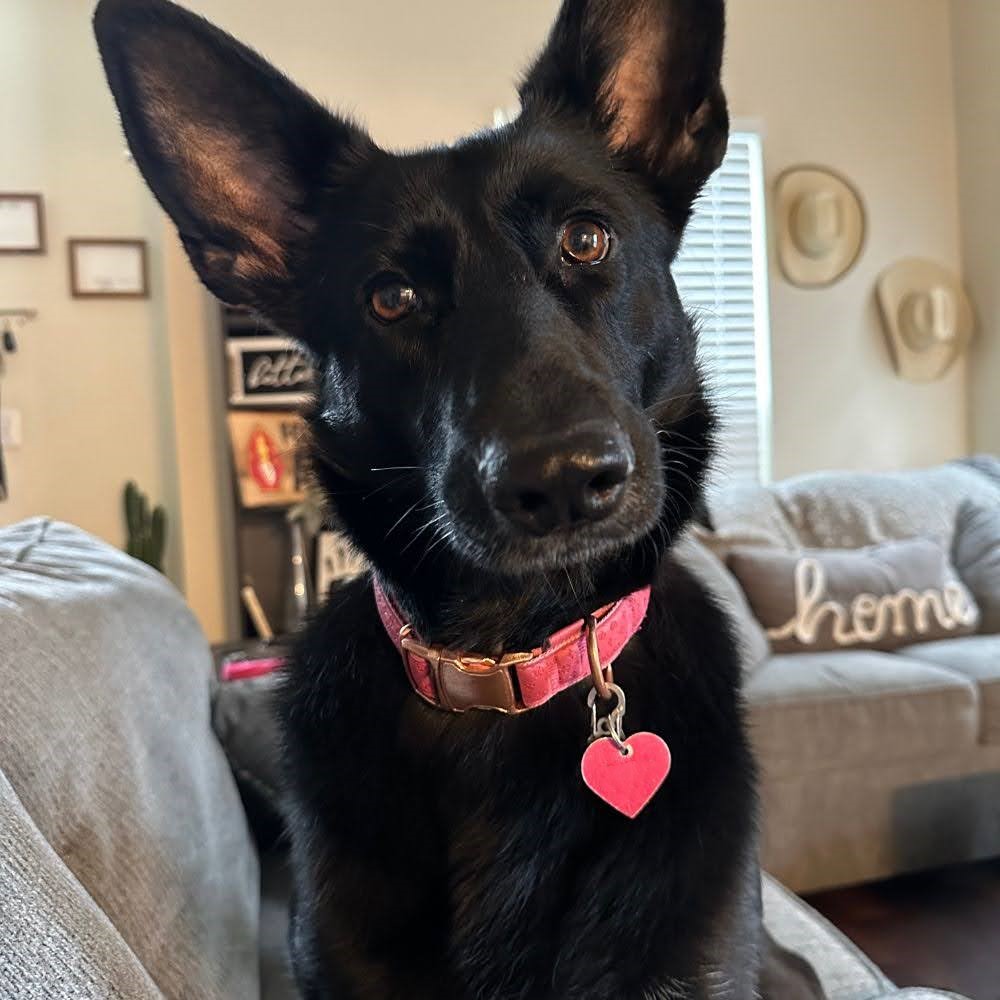 A black dog with pointy ears and brown eyes wearing a pink collar with a heart tag, sitting on a gray couch in a cozy living room.