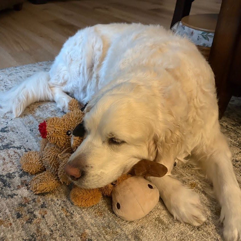 A cream colored retriever dog with eyes closed curled up on top of several stuffed toys and a patterned rug.