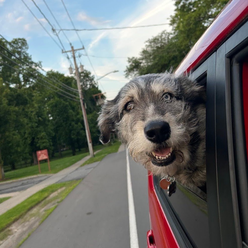 A gray and white dog with wiry jowls and one brown eye, one blue, sticking its head out of a red car's rear passenger winder.