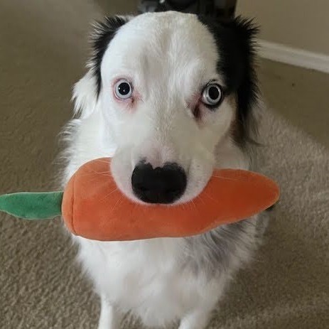 A black and white fluffy dog with pale blue eyes holding an orange stuffed carrot toy in its mouth with seated on tan carpet.