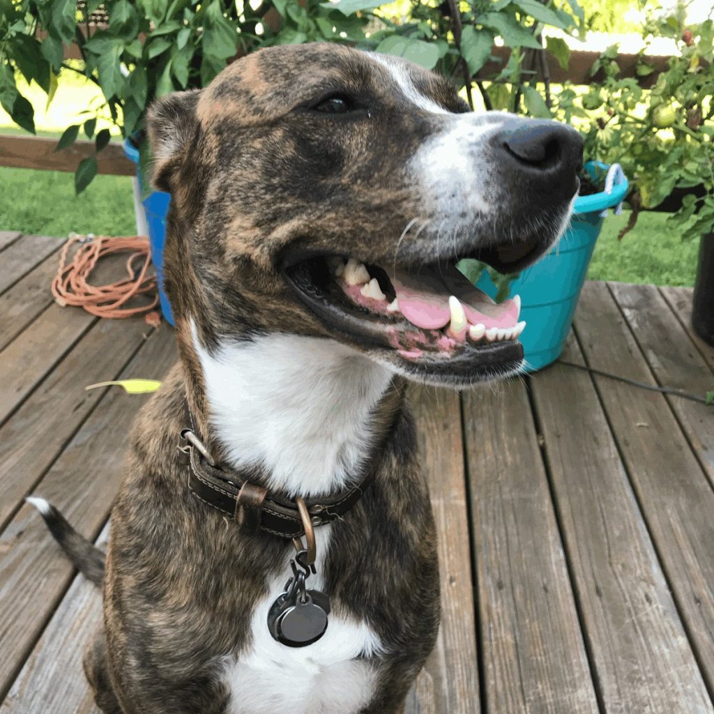 A brown brindle and white dog with brown eyes and a brown leather color sitting on a wooden deck with potted plants in the background.