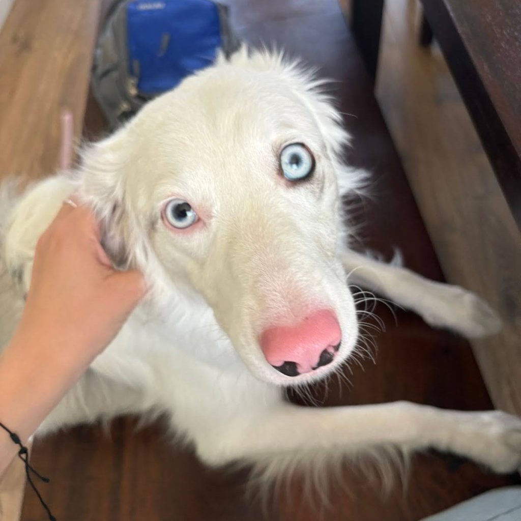A white fluffy dog with pal blue eyes, lounging over a wooden bench as a light-skinned human hand comes into frame to pet its neck.