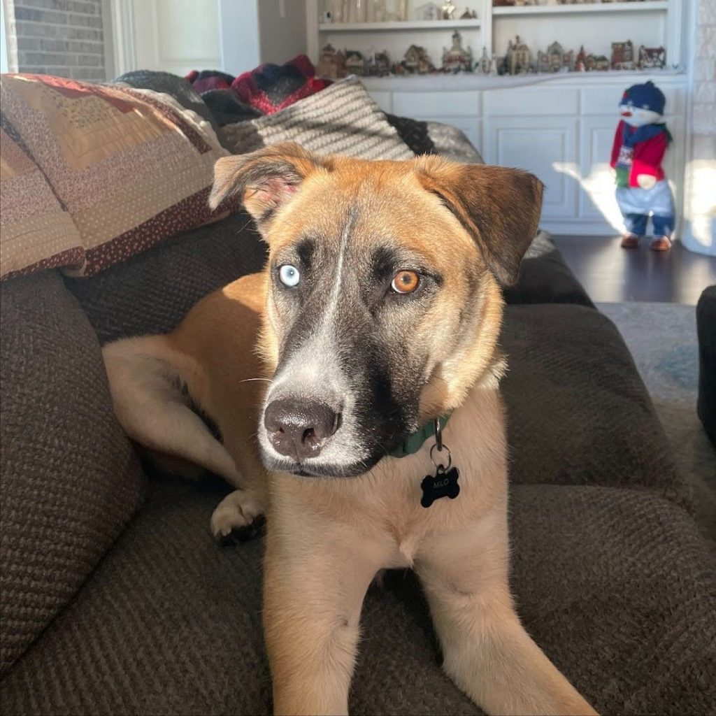 A tan dog with black and white facial markings and one blue eye, one brown wearing a green collar and sitting on a brown couch with a miniature Christmas village on a shelf in the background.
