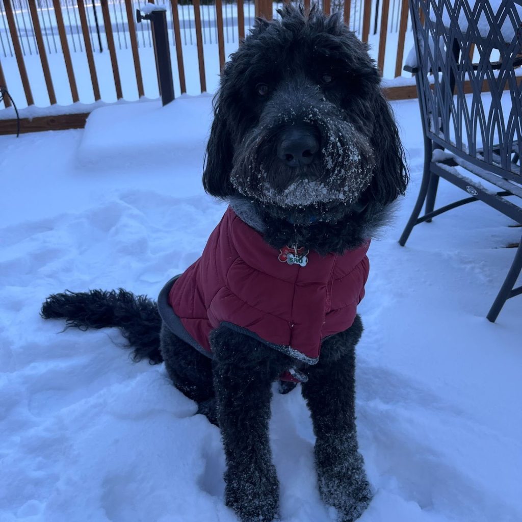 A black dog with fluffy jowls and ears and brown eyes wearing a red puffy coat sitting in snow on a wooden deck.
